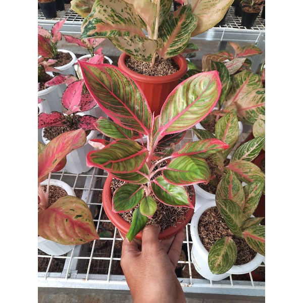 promo bibit/bonggol  aglonema kanza