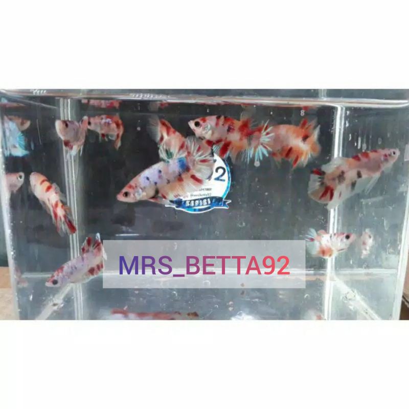 IKAN CUPANG PLAKAT NEMO (MALE)