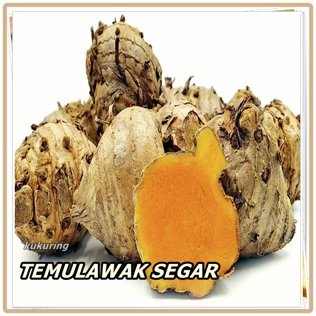 

TEMULAWAK SEGAR BISA UNTUK BIBIT