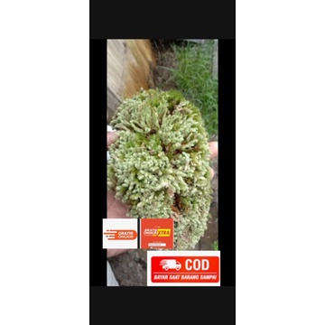 Lumut hidup kemasan karung 50kg  media tanam aglonema, aroid, caladium dll