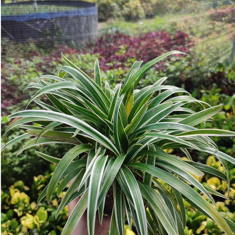 Tanaman Bunga Bulu Ayam Bunga Spider Plant Lily Paris Cantik Murah Sehat Terawat