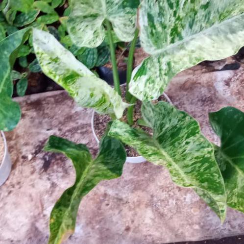 Tanaman Hias Philo Marble Variegata / Philo Marble Tokofinaserba11