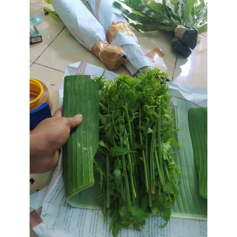 

sayur pakis segar satu ikat gede