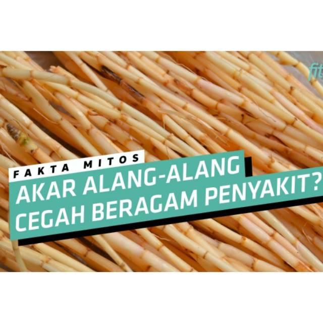 

Akar alang alang segar 100gram akar ilalang/eurih organik alangalang siap ambil ke kebun