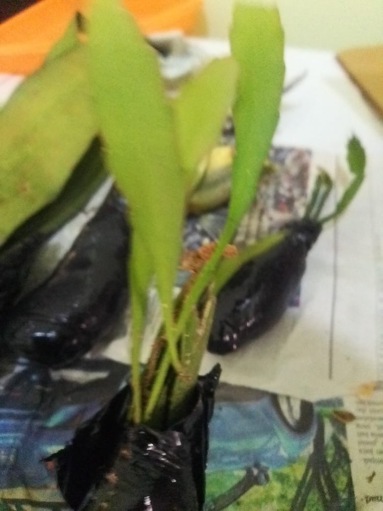 Tanaman Hias Wijaya Kusuma Kepiting Merah
