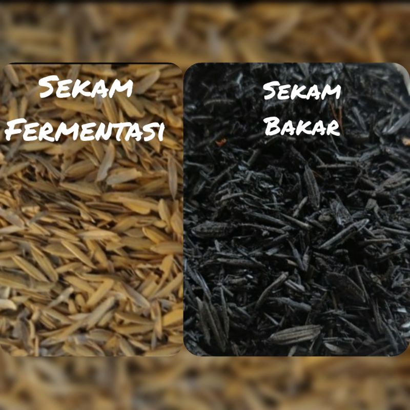 Media Tanam Sekam fermentasi + Sekam Bakar 1000 gram
