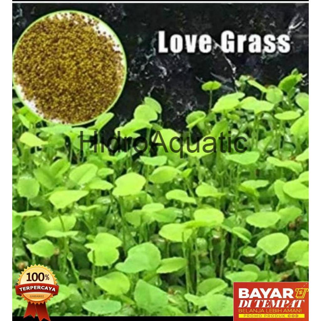 PROMO ISI 10ml Bibit tanaman Aquascape LOVE GRASS / Carpet seed / Tanaman air / Benih rumput aquascape / rumput aquarium