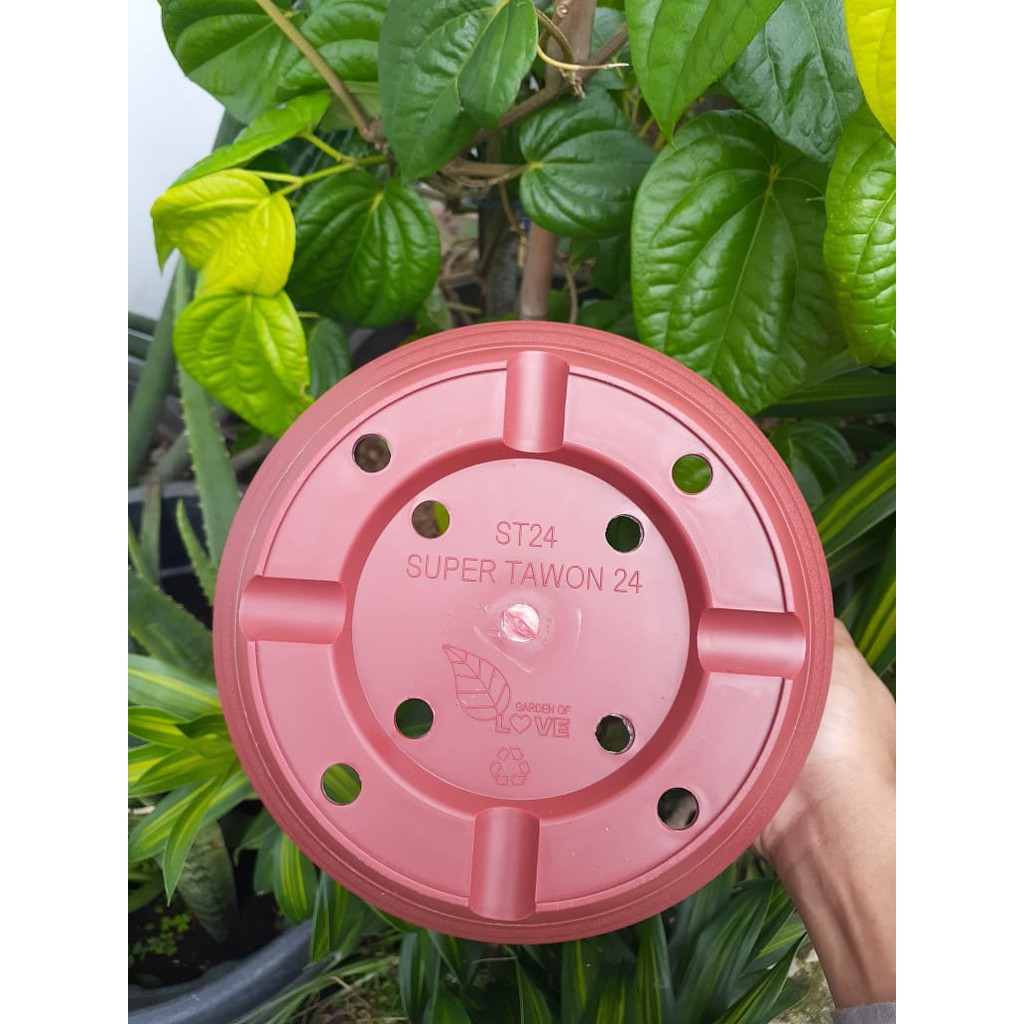 Pot Super Tawon 24 Cm Merah Bata Garden Of Love Pot Plastik 24CM Bkn Pot Tawon Pirus Tinggi Putih