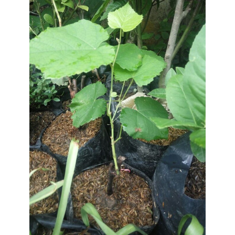 bibit anggur merah import