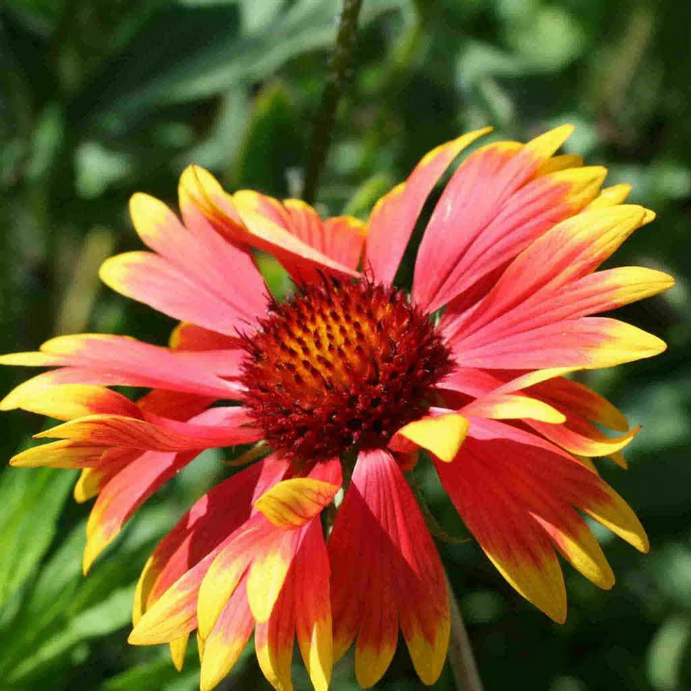 PlantaSeed - 100 Seeds - Gaillardia Benih Bibit Biji Bunga - PAS0199