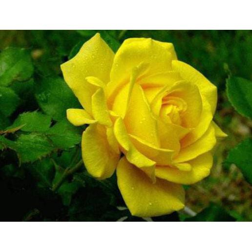 Time Bibit Tanaman Hidup Bunga Mawar Kuning / Yellow Rose