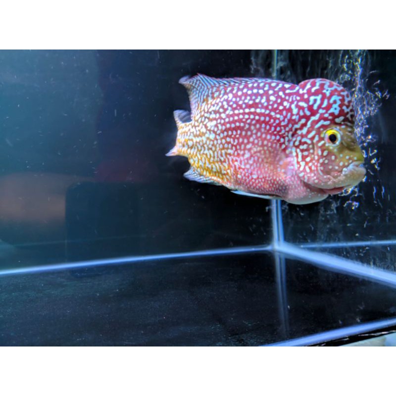 

ikan lohan v8 male