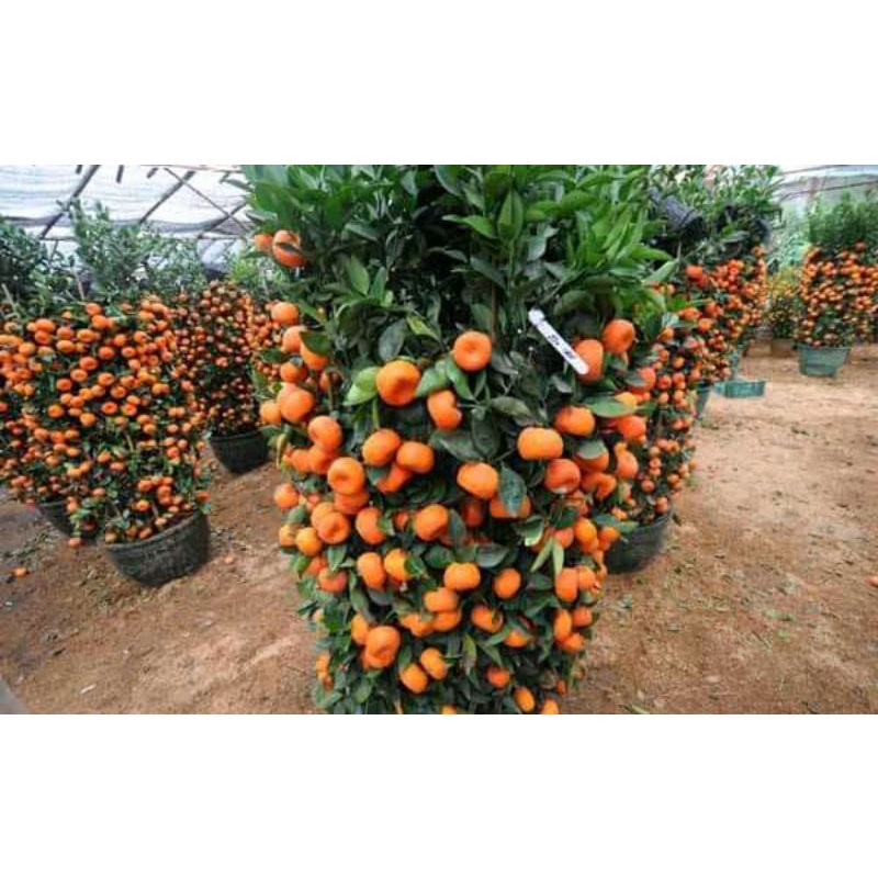 Bibit jeruk baby santang madu tipe unggul BERBUAH