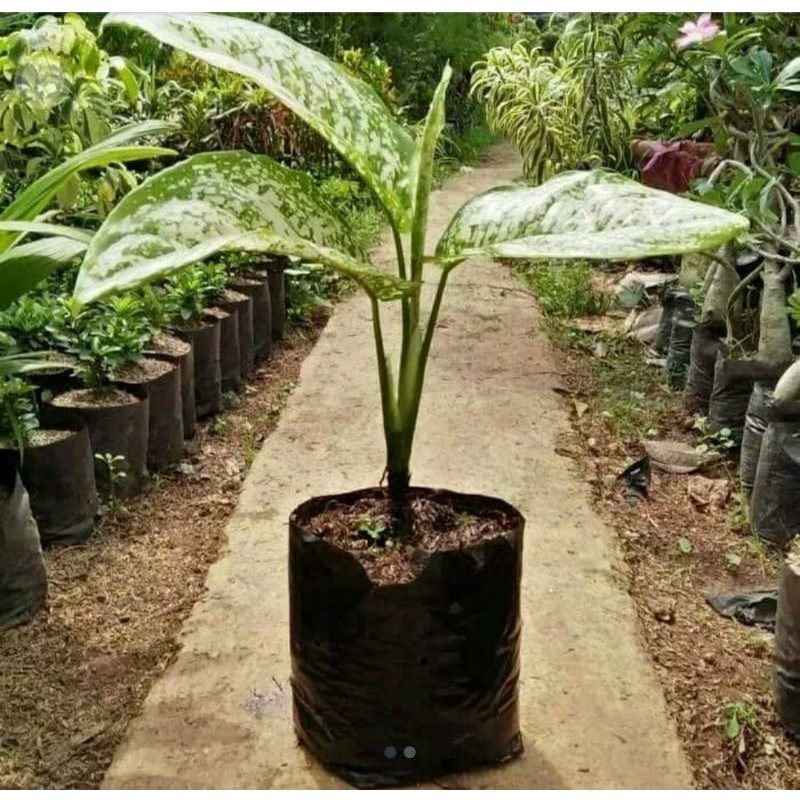 Aglonema Chiangmay Balon Chiang mai