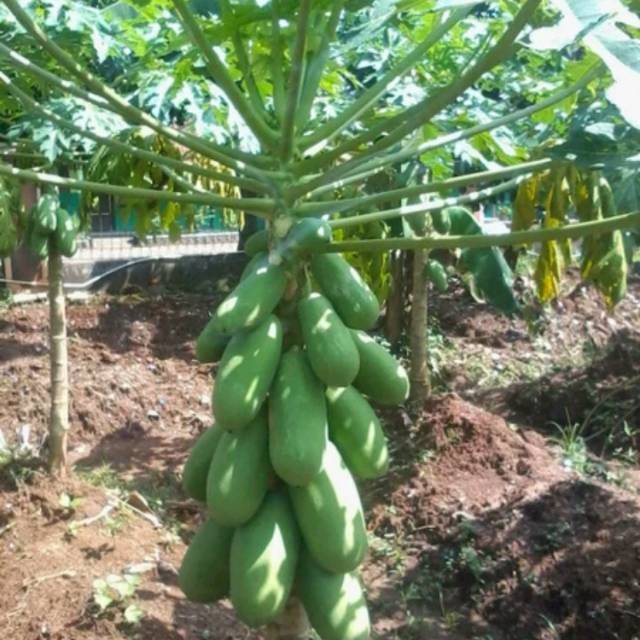 Bibit pepaya California.kates calina