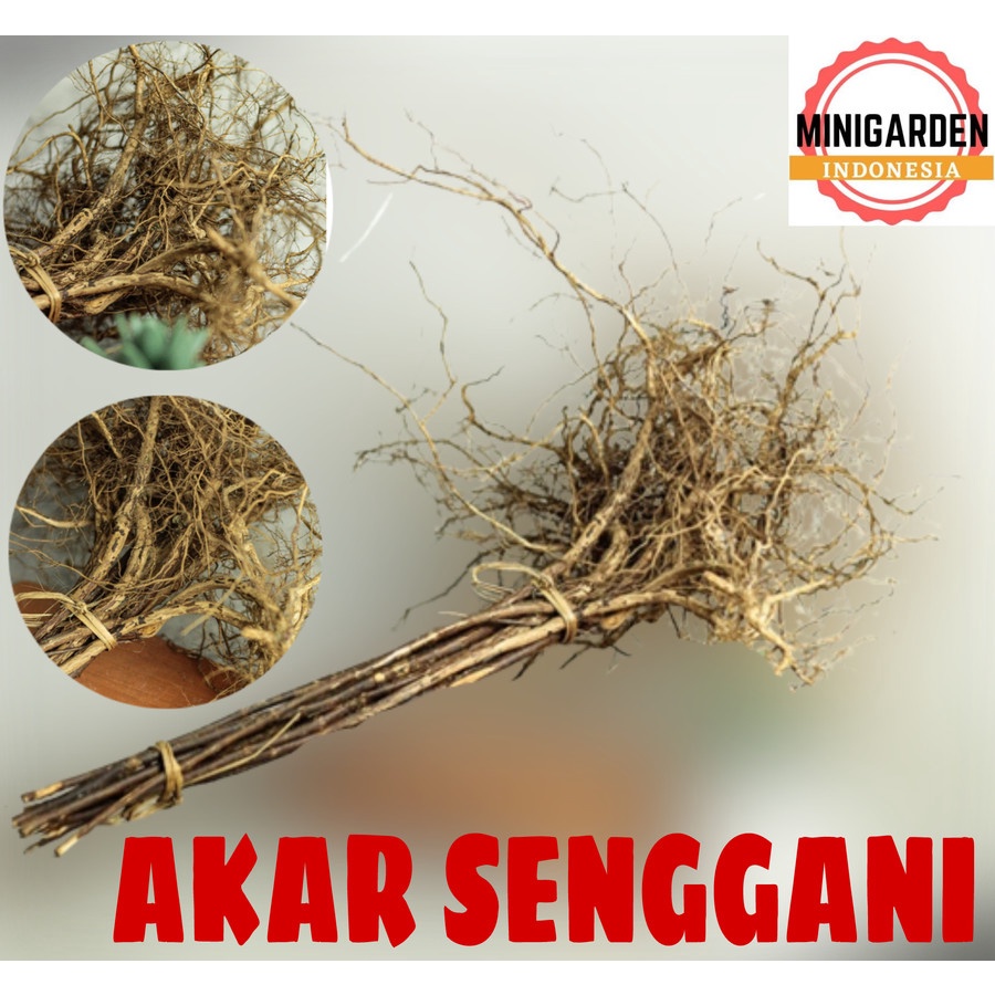 AKAR SENGGANI 10 BATANG akar kayu senggani aquascape hiasan aquarium