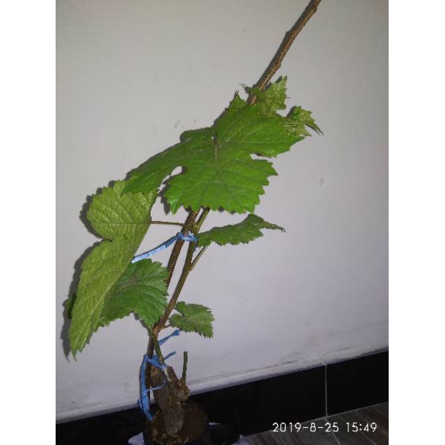 Anggur import mondrop.