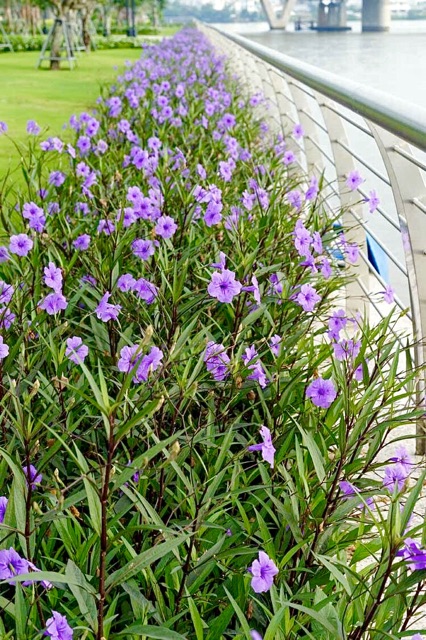 BIBIT BUNGA RAWELIA/RUELLIA ATAU MEXICAN PETUNIA UNGU