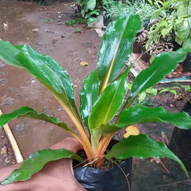 tanaman walisota - kalisota - pohon walisota