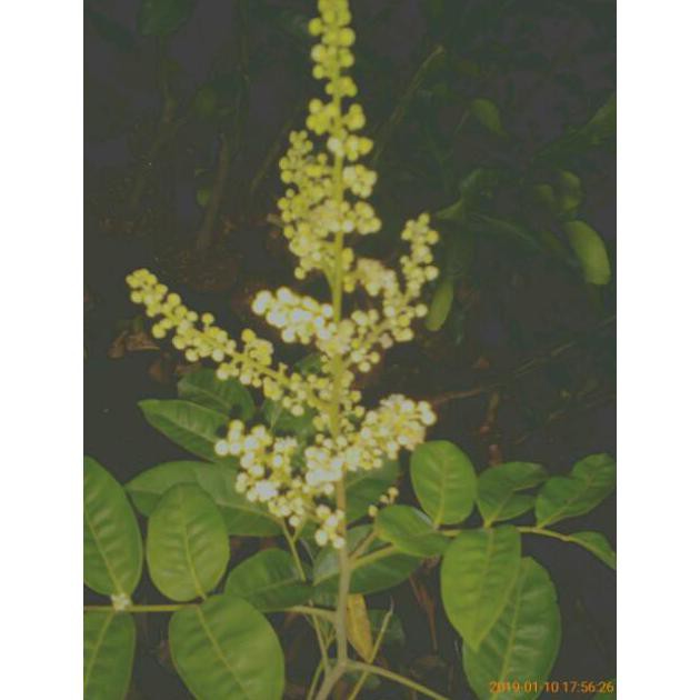 Bibit Kelengkeng Aroma Durian Berbunga  Bibit Buah Kelengkeng Murah 