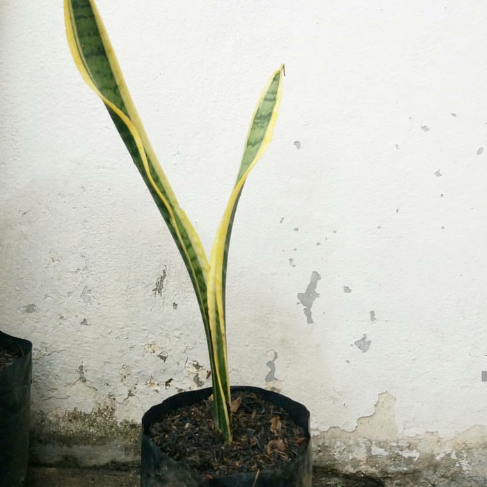 Tanaman hias lidah mertua /BUNGA HIDUP TANAMAN HIAS HIDUP/BUNGA HIASAN RUMAH MURAH INDOOR OUTDOOR&TA