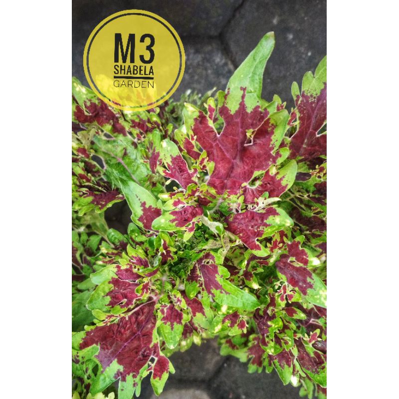 miana coleus