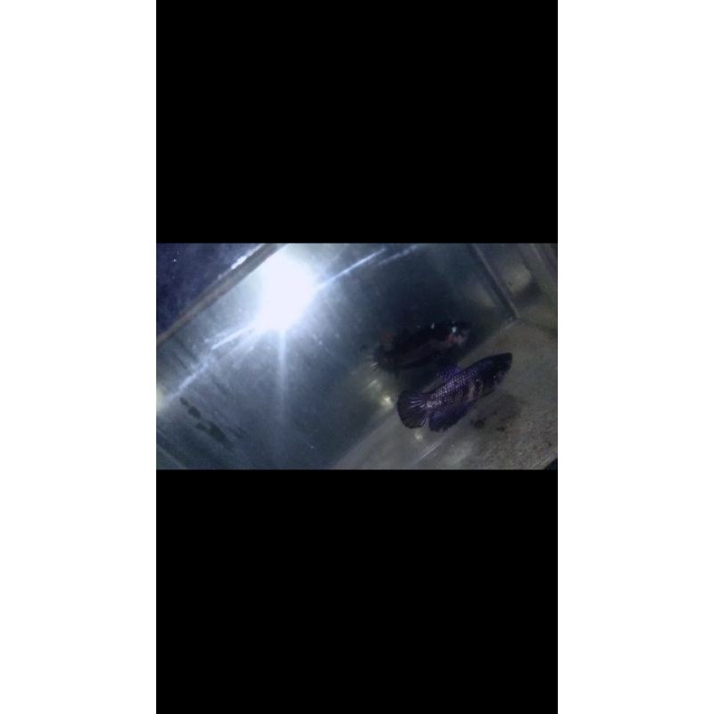 Cupang female black copper line avatar grade