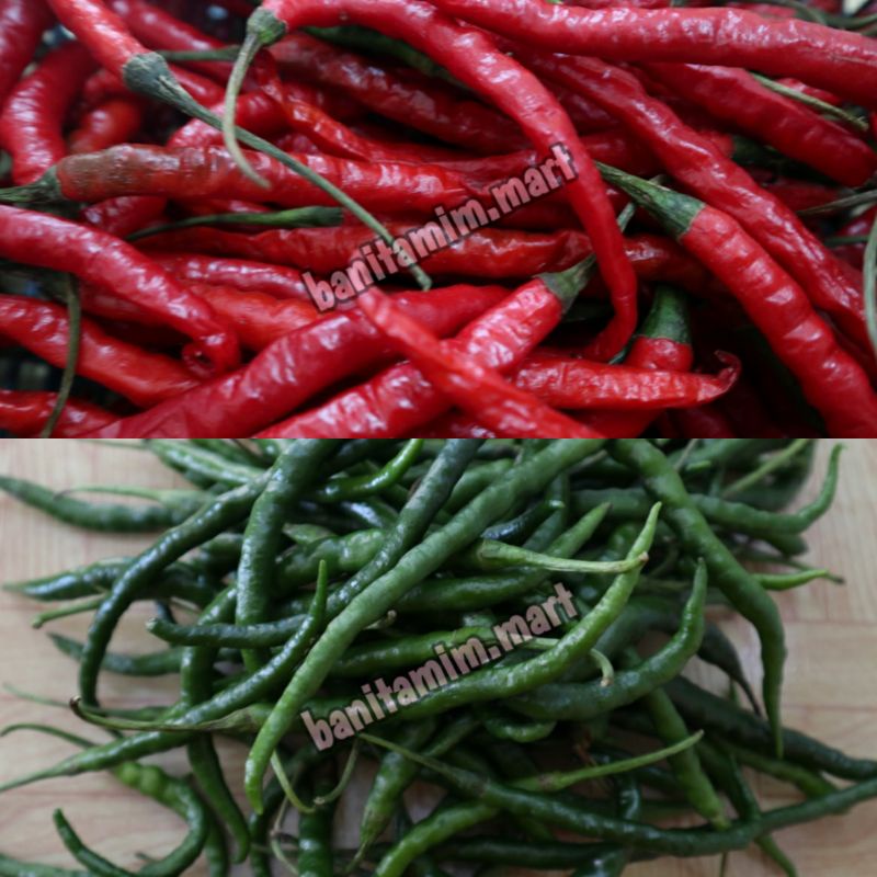 

CABAI KERITING MERAH HIJAU
