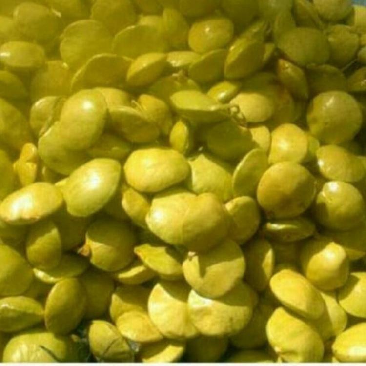 

(I-UYY ♥) jengkol muda lalap 1kg||super keren