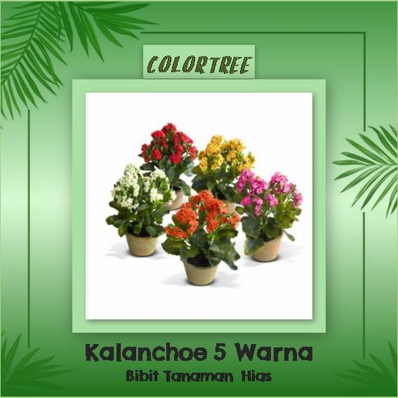  Tanaman Hias Kalanchoe ada 5 Jenis Warna Shopee Indonesia