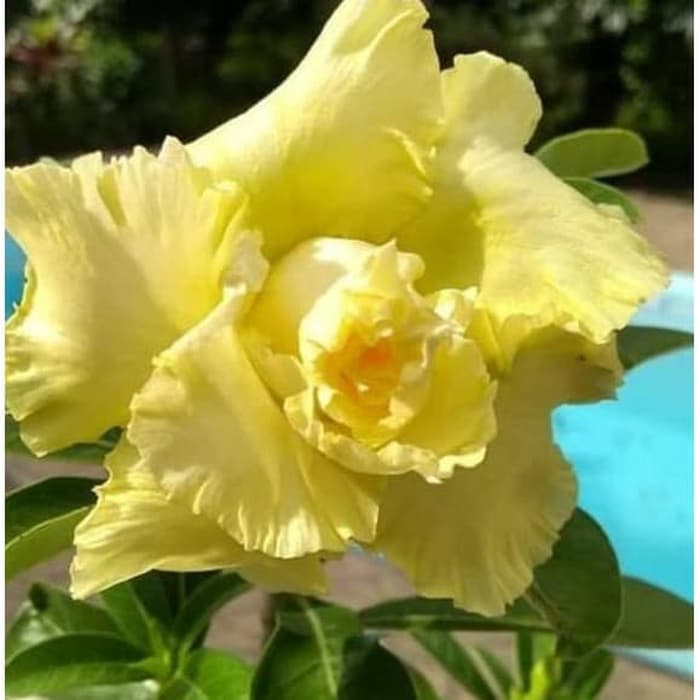 Jangan Lewatkan Gambar Bunga Kamboja Warna Kuning Jangan Lewatkan Gambar Bunga Kamboja Warna Kuning