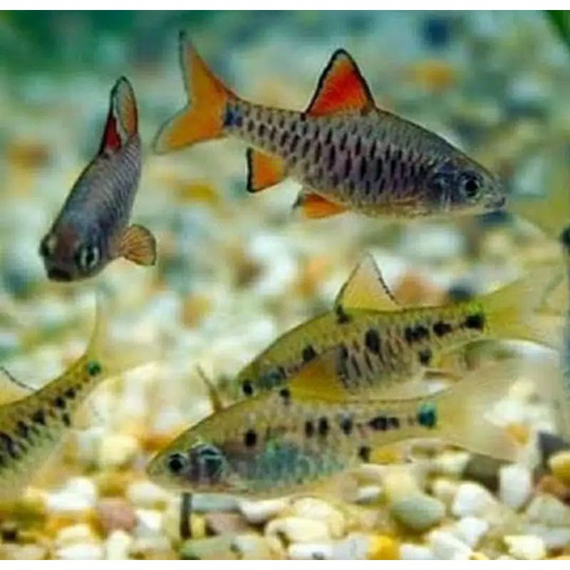 ikan checker barb