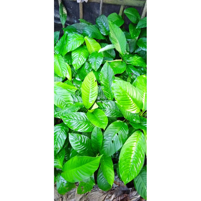 monstera rapidopora megasperma