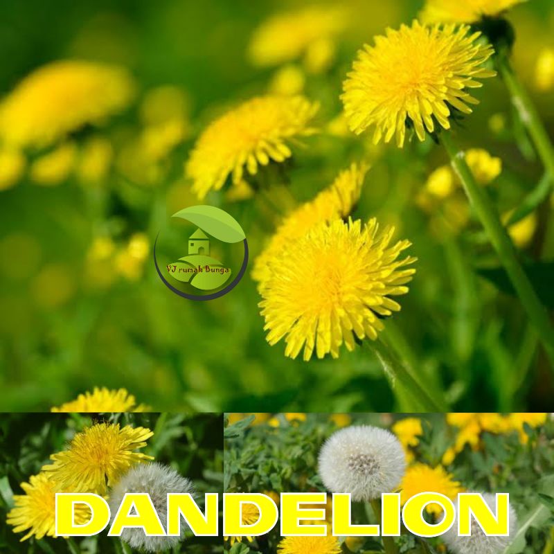 Benih Bibit Bunga Dandelion Bunga Randa Tapak