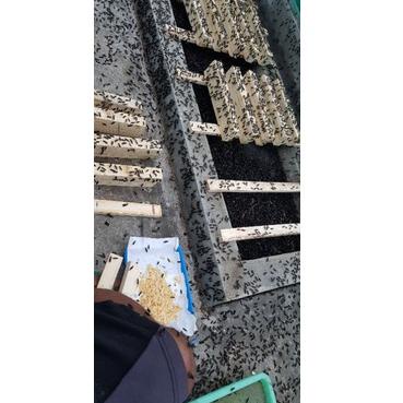 

ㅀ telur bsf /10 gram NEW 2399 ✤