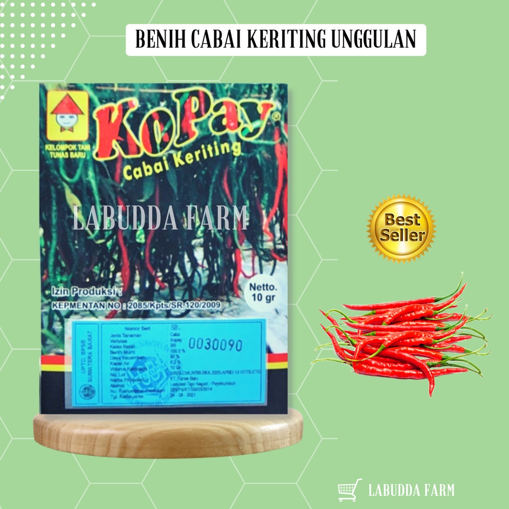 Bibit Cabe Kopay- Bibit Cabe Siap Tanam - Bibit Cabe Merah Keriting - Bibit Cabai Keriting  - Benih 