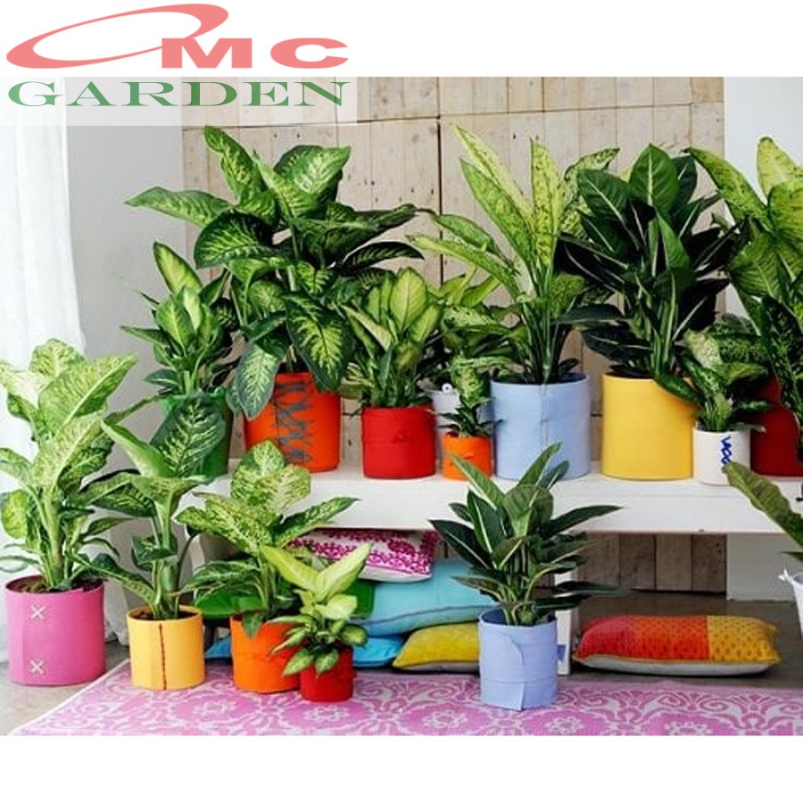 Daun Bahagia Sri Rezeki Rejeki Srirezeki Srirejeki Blanceng Balanceng Dieffenbachia 25-35 cm