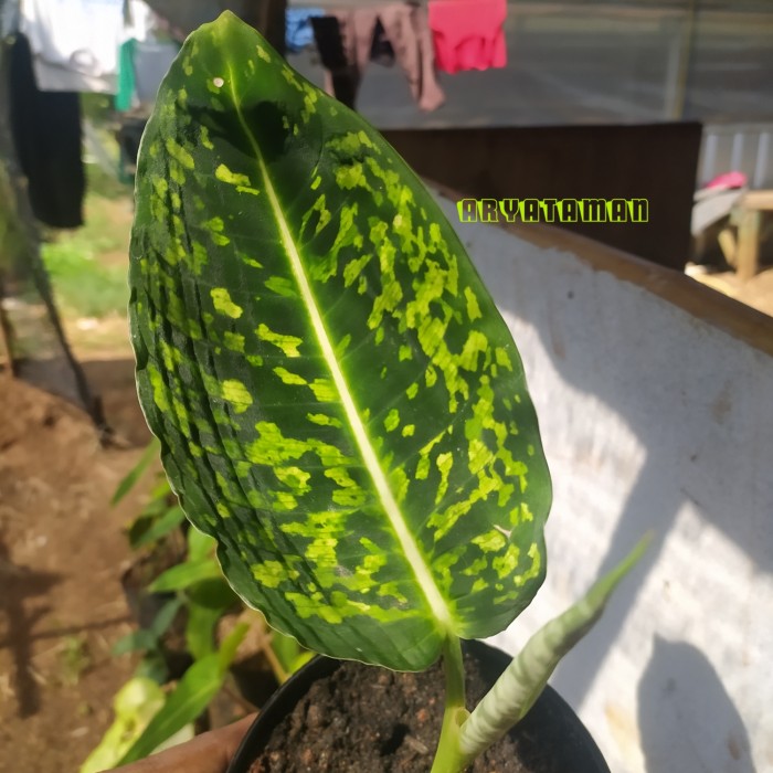 TANAMAN DIFFEN BACHIA REFLECTOR | DIFFENBACHIA REFLECTOR