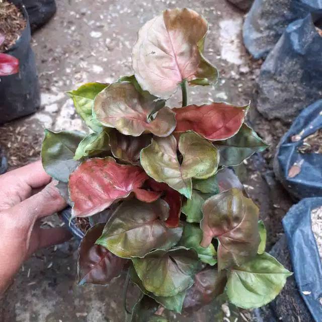 Tanaman hias syngonium podophyllum maria allusion / keladi mini kriting