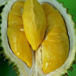 Unduh 9500 Gambar Durian Mimang  Gratis