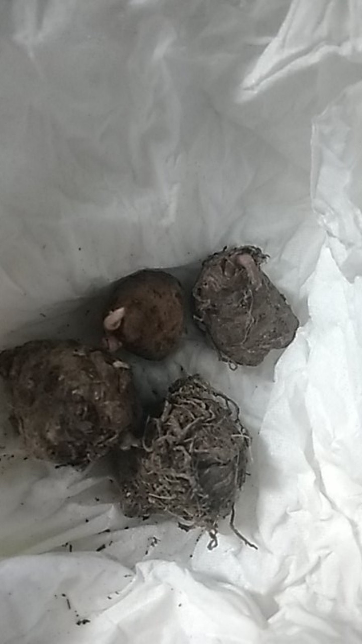 Cladium White Qween Bonggolan