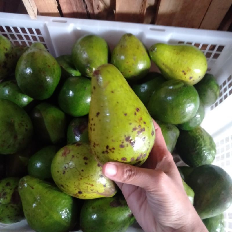 

ALPUKAT LAMPUNG 1 KG ISI 6