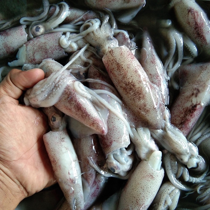 

CUMI (1KG)