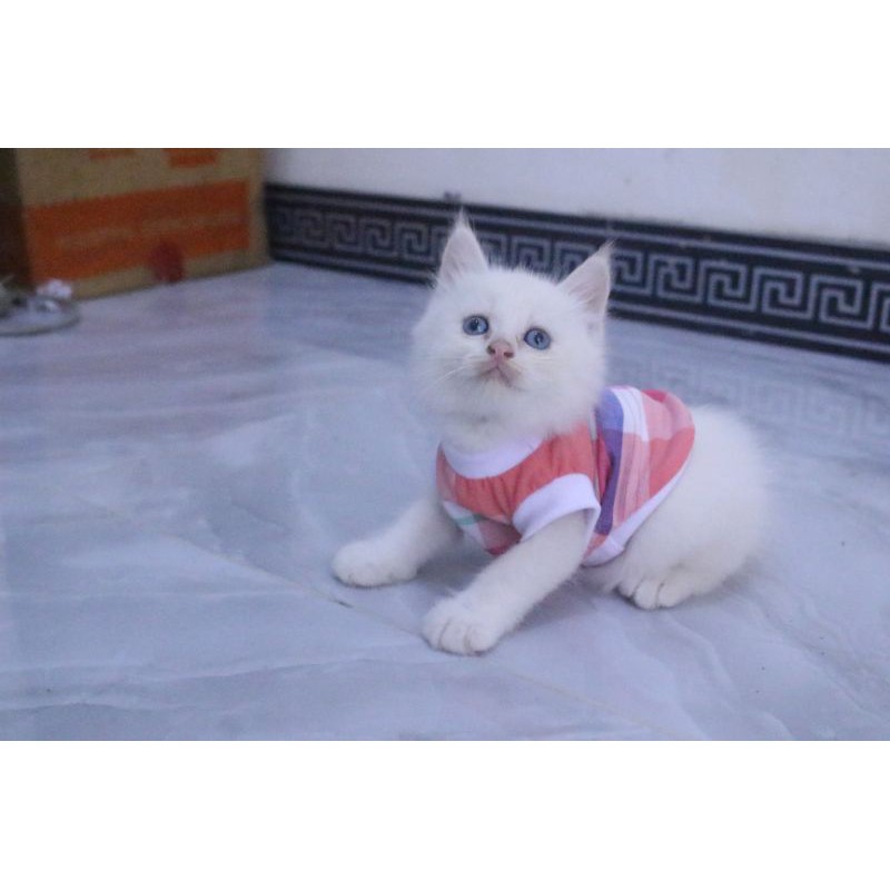 Kaos rumahan kotak-kotak pelangi untuk kucing dan anjing / baju kucing murah size S-XL