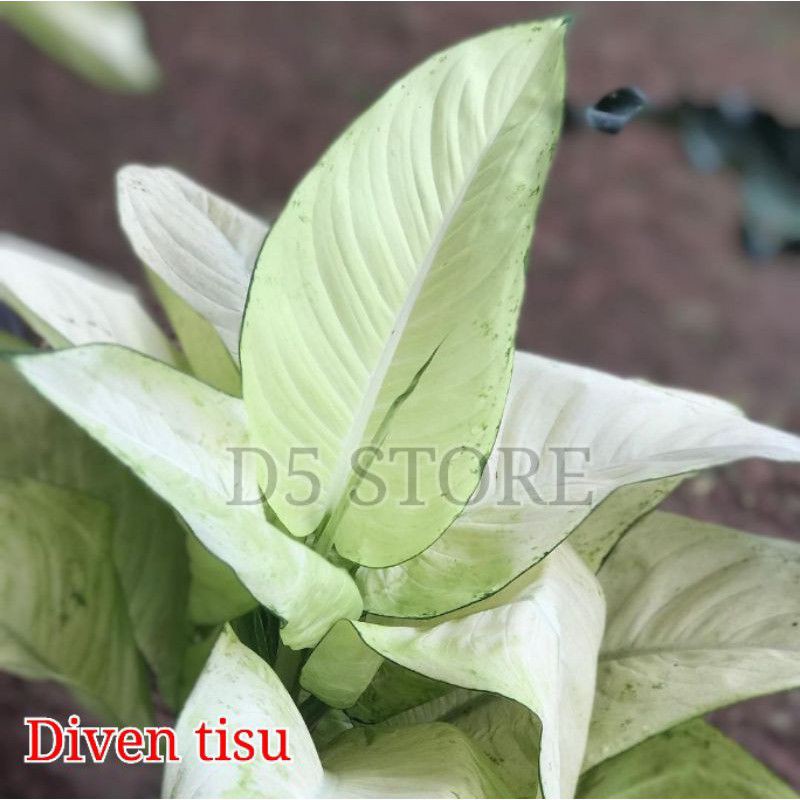 Aglonema murah Tanaman hias aglonema Aglonema paket Bunga aglonema paket murah Anakan aglonema Tanam