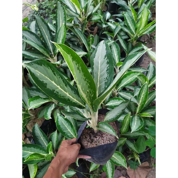 Tanaman Hias Aglonema Biasa Sri Rejeki Batang Putih Daun Unik Bunga Hidup Ratu Daun Aglo Biasa Canti