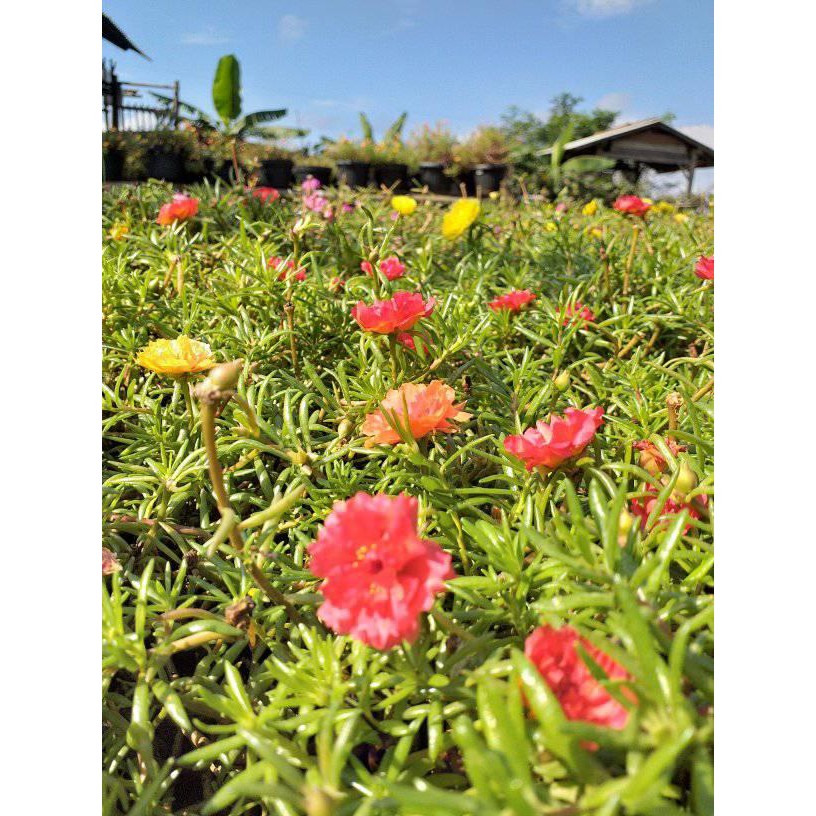 tanaman hias krokot MOSSROSE TUMPUK - Tanaman Hias Portulaca Sutra Bombay - Bunga Tumpuk Kembang Pukul 9