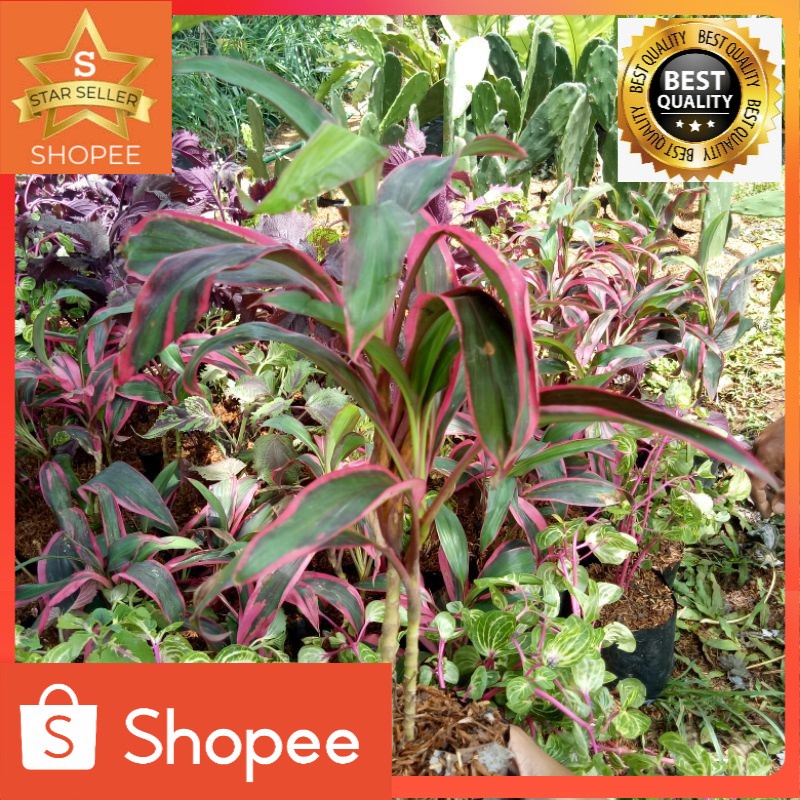 Tanaman hias andong hanjuang mini/andong mini