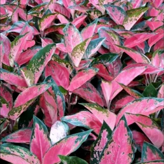 Tanaman Hias Aglaonema Kocin - Aglonema Pocin - Aglaonema Red Khocin