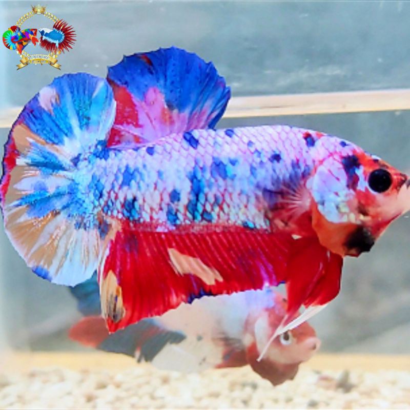 Ikan Cupang Nemo Candy Multicolour